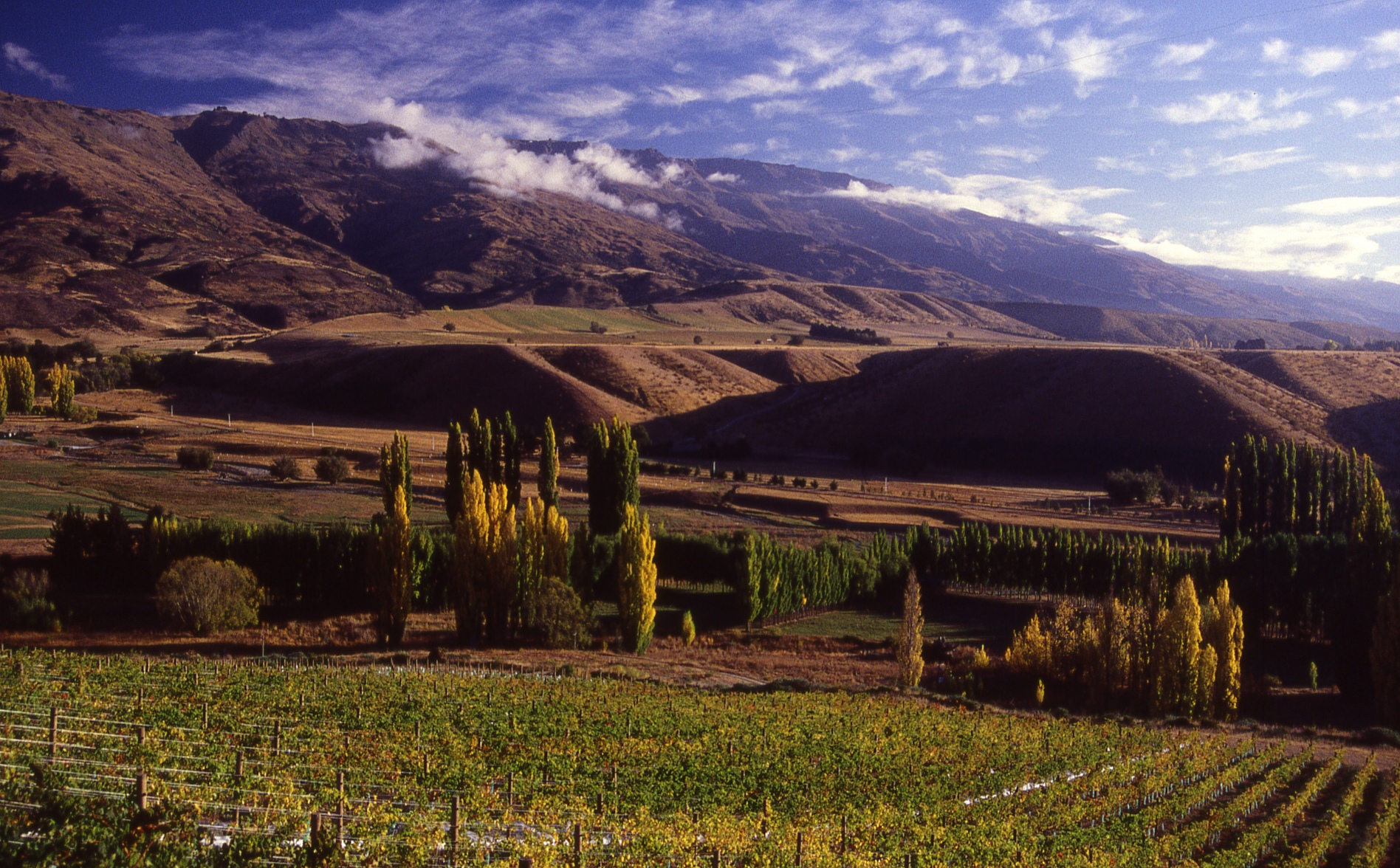 Central Otago Vineyard 2.jpg